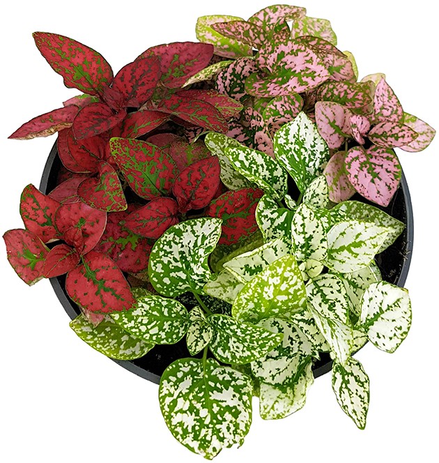 Hypoestes phyllostachya "Jungle Mix" - Punktblume