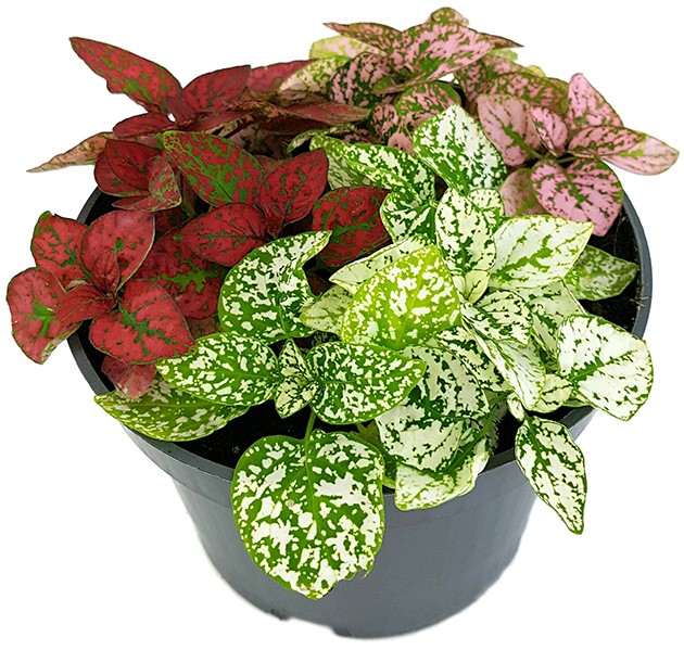 Hypoestes phyllostachya "Jungle Mix" - Punktblume