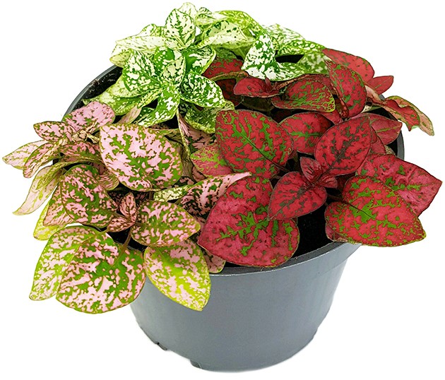 Hypoestes phyllostachya "Jungle Mix" - Punktblume