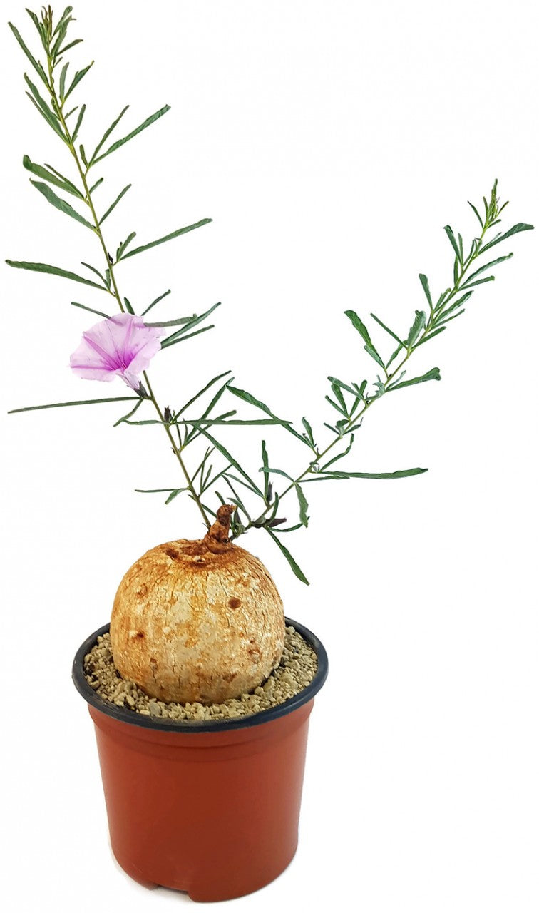 Ipomoea Bolusii - Windengewächs