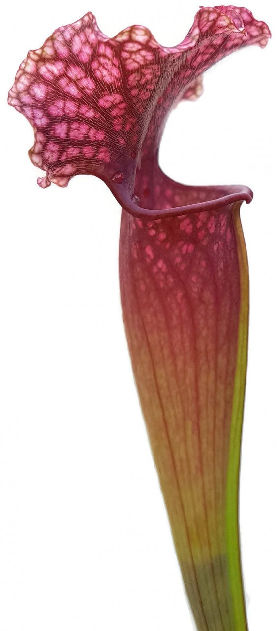 Sarracenia X "Judith Hindle"