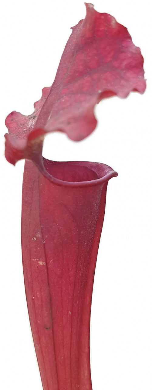 Sarracenia X "Judith Hindle"