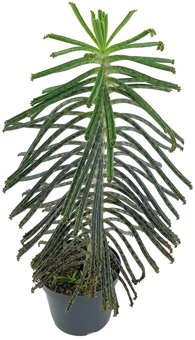 Kalanchoe delagoensis - hingebungsvolles Brutblatt