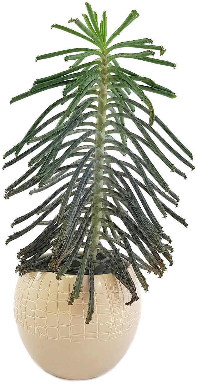 Kalanchoe delagoensis - hingebungsvolles Brutblatt