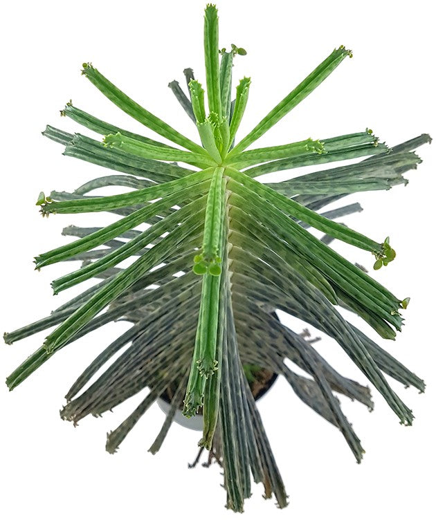 Kalanchoe delagoensis - hingebungsvolles Brutblatt