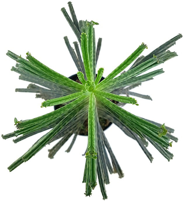 Kalanchoe delagoensis - hingebungsvolles Brutblatt