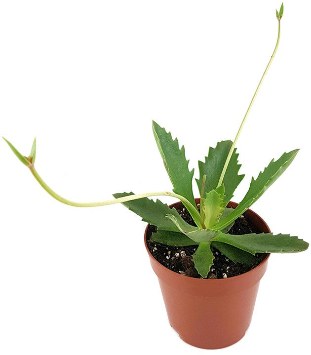 Kalanchoe synsepala - Walking Kalanchoe