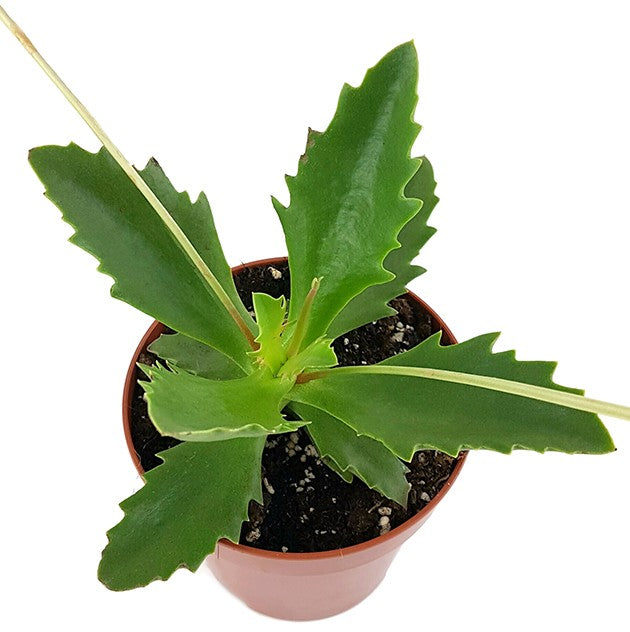 Kalanchoe synsepala - Walking Kalanchoe