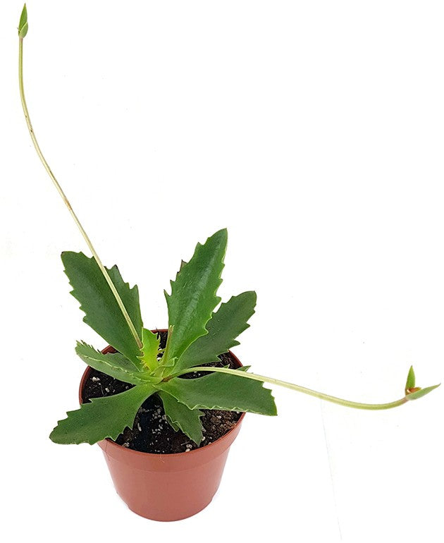 Kalanchoe synsepala - Walking Kalanchoe