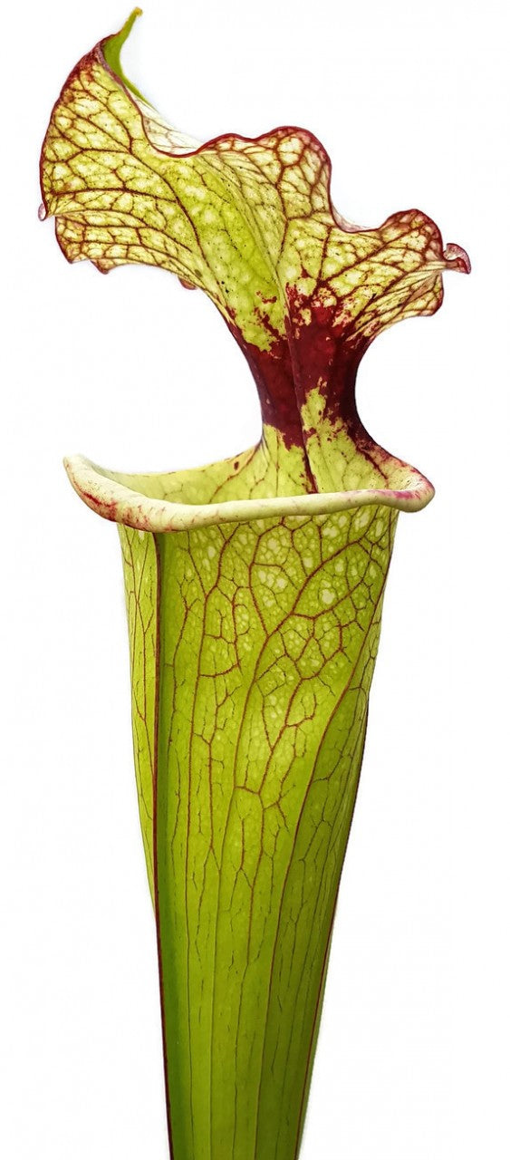 Sarracenia Moorei X "Leah Wilkerson" MKH112 Walton County, Florida