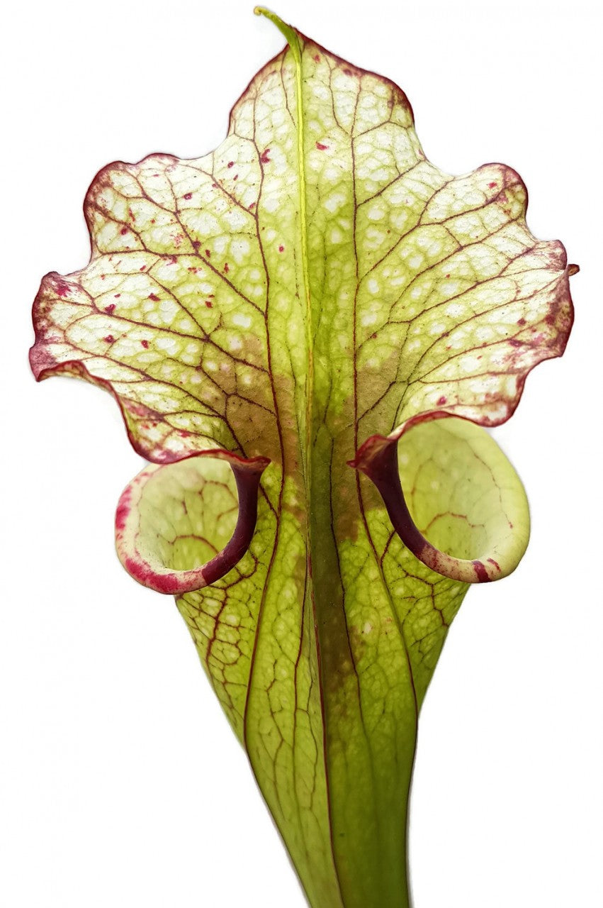 Sarracenia Moorei X "Leah Wilkerson" MKH112 Walton County, Florida