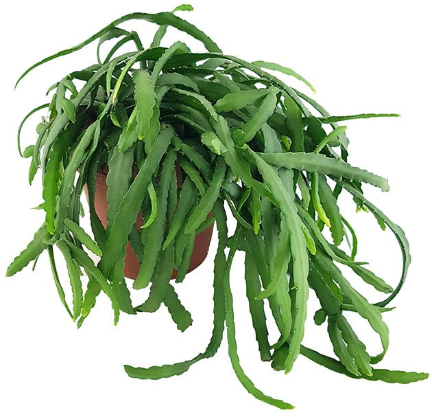 Lepismium bolivianum