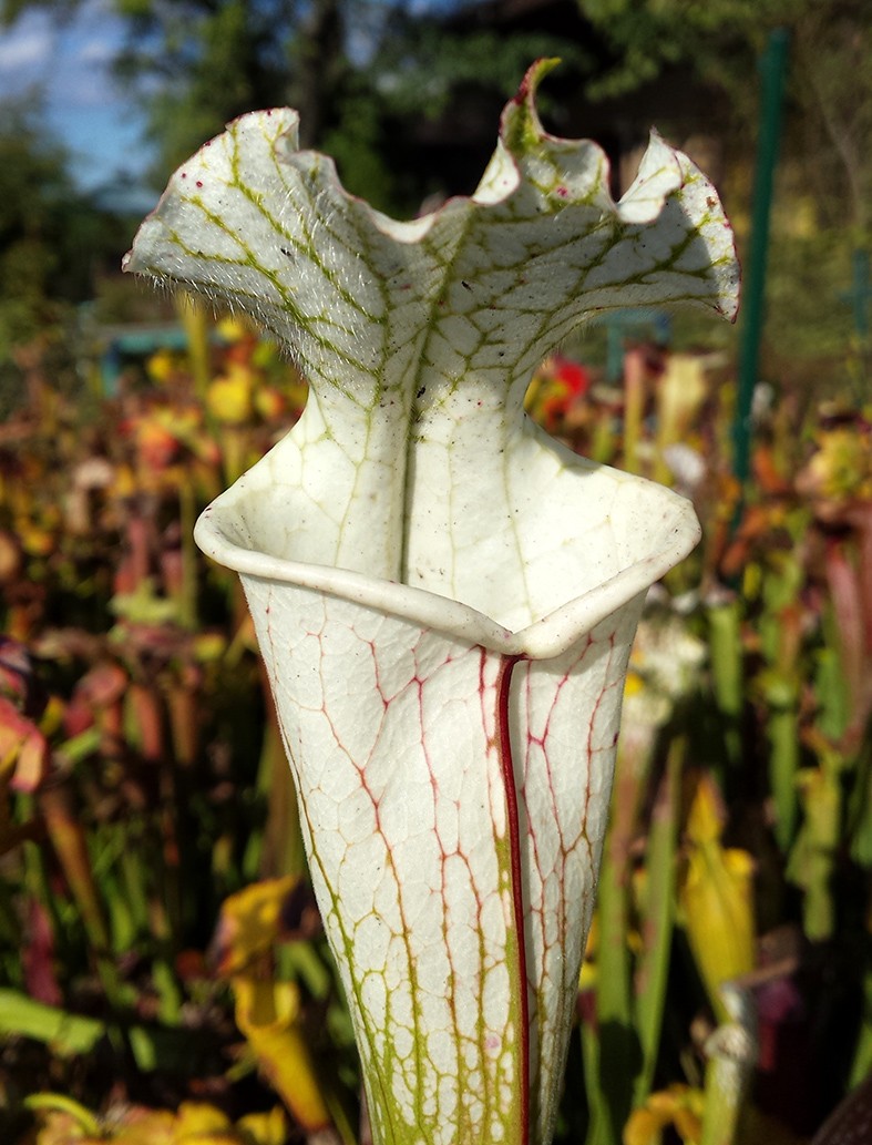 Sarracenia Leucophylla, Apalachicola - seedgrown - FB L01