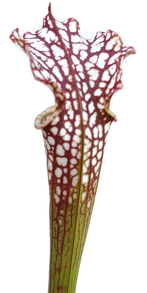 Sarracenia Leucophylla - Gracil Fast Grower