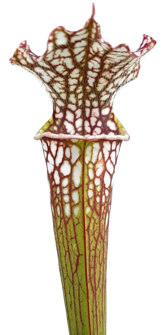 Sarracenia Leucophylla - Gracil Fast Grower
