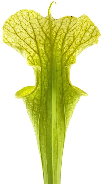 Sarracenia X "Leucocolours"