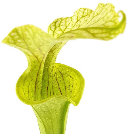 Sarracenia X "Leucocolours"