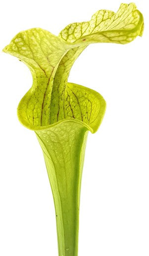 Sarracenia X "Leucocolours"
