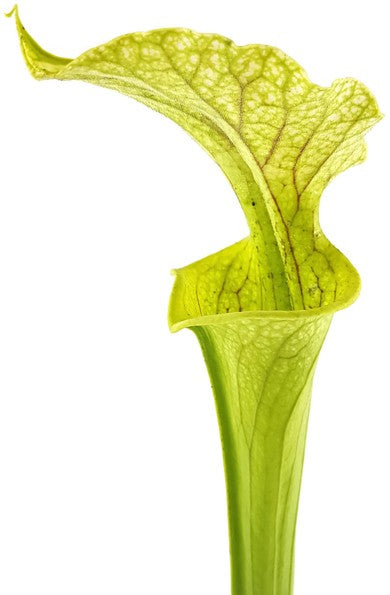 Sarracenia X "Leucocolours"