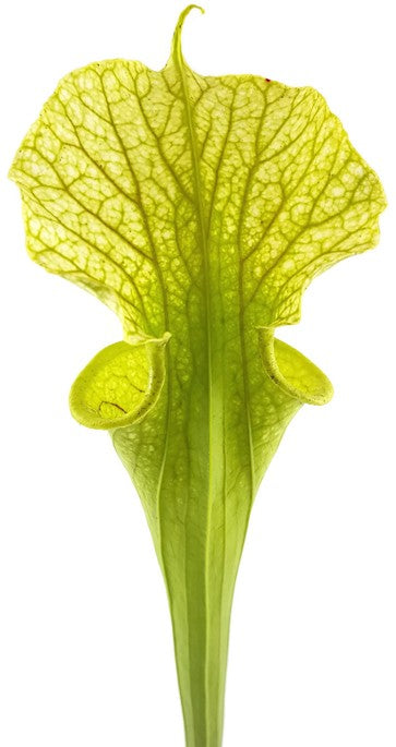 Sarracenia X "Leucocolours"