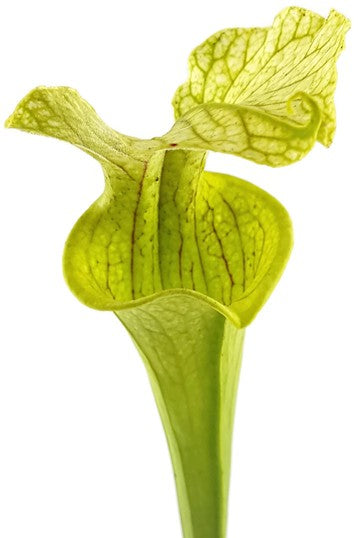 Sarracenia X "Leucocolours"