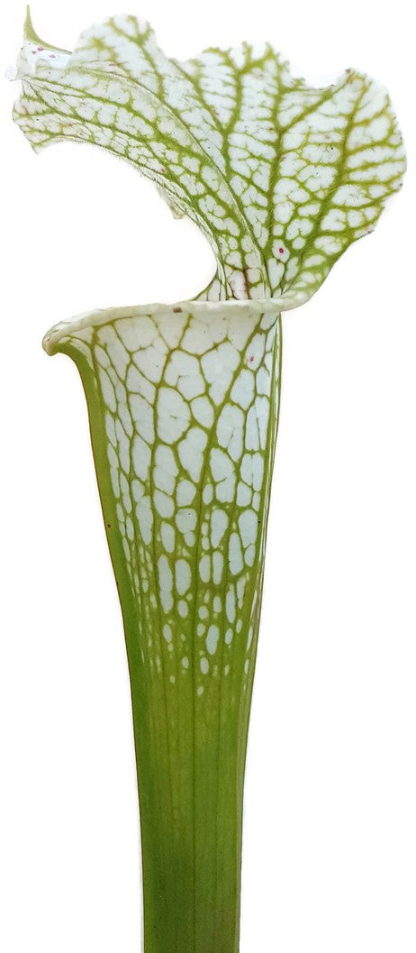 Sarracenia Leucophylla "Adrian Slack" X Leucophylla "Schnell"s Ghost"