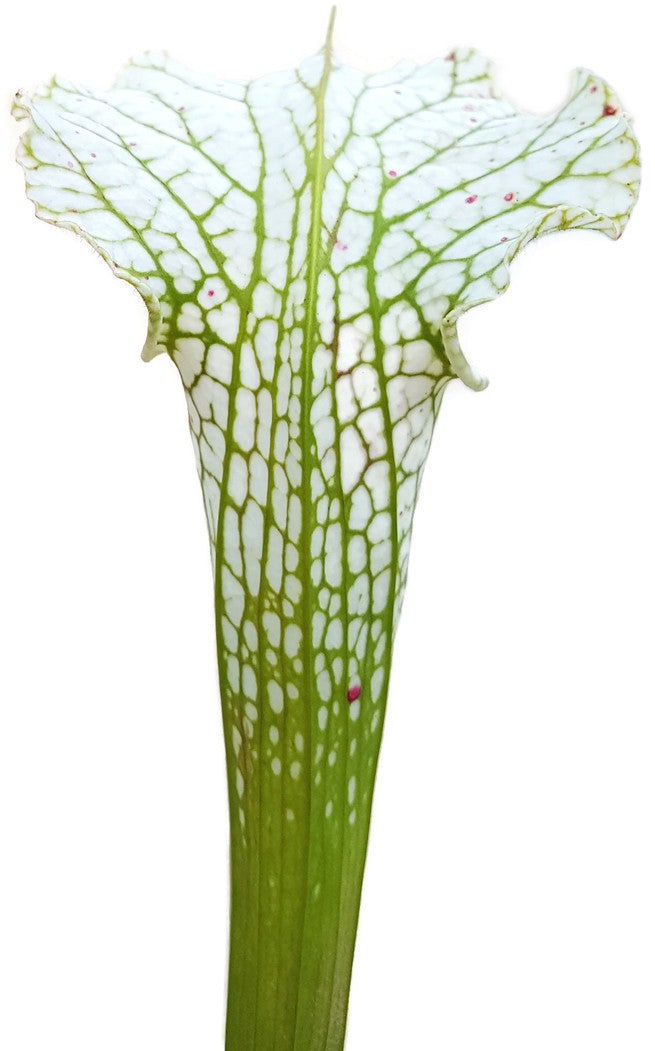 Sarracenia Leucophylla "Adrian Slack" X Leucophylla "Schnell"s Ghost"