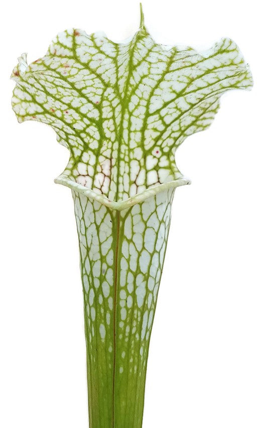 Sarracenia Leucophylla "Adrian Slack" X Leucophylla "Schnell"s Ghost"