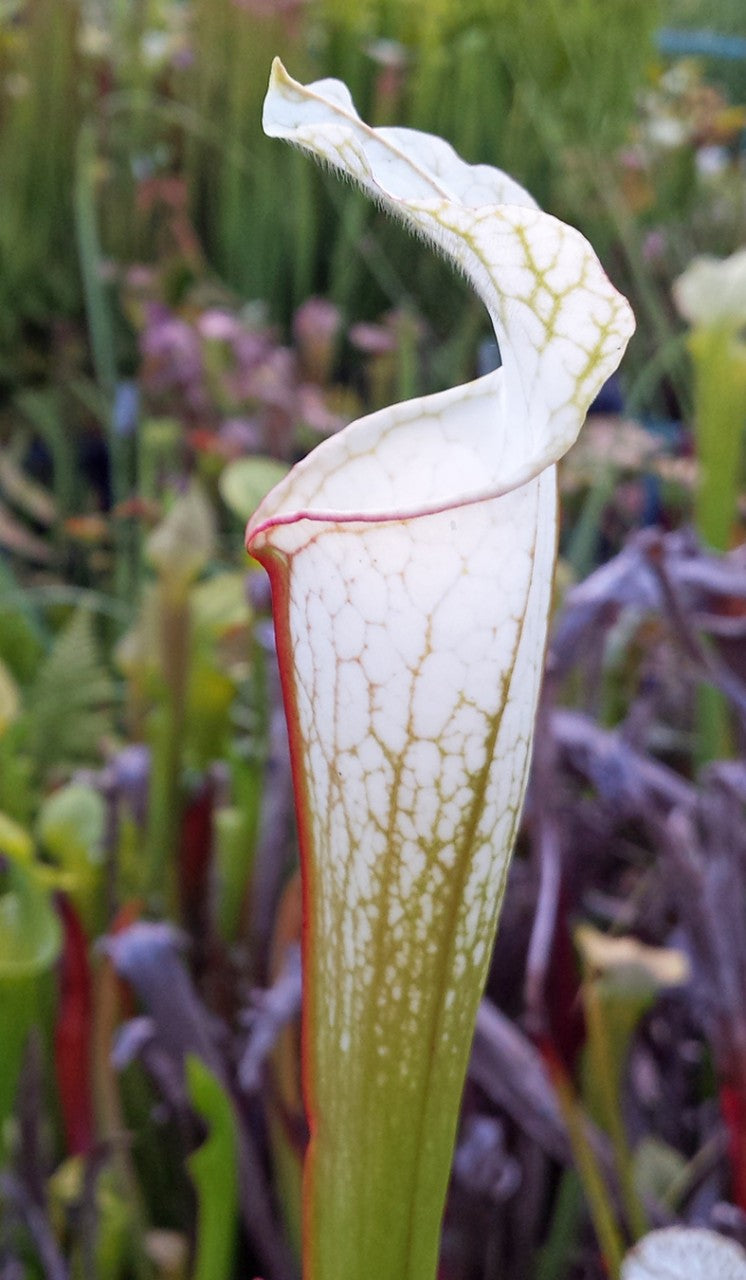 Sarracenia Leucophylla, Apalachicola - seedgrown - FB L01