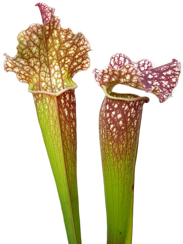 Sarracenia (xMitchelliana) X Leucophylla (Klon 1)