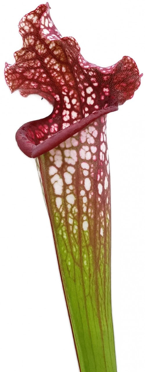 Sarracenia Leucophylla x "Jutathip Soper" Klon 2