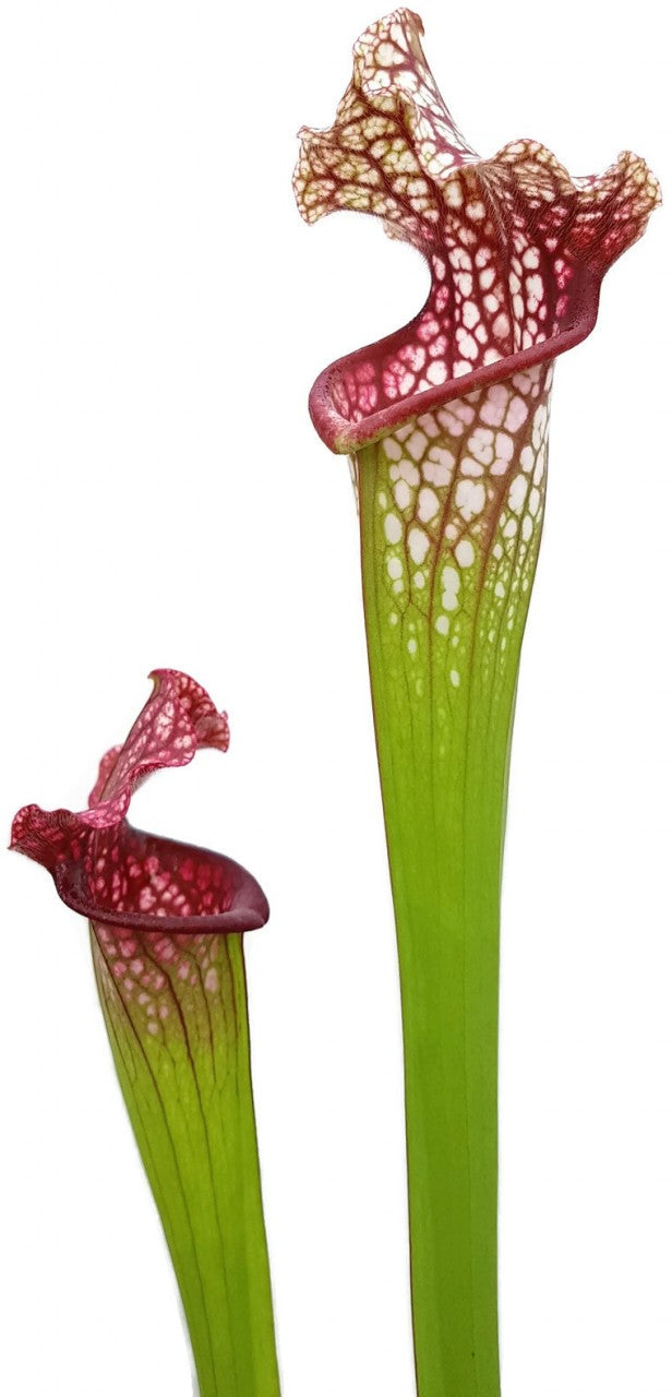Sarracenia Leucophylla x "Jutathip Soper" Klon 2