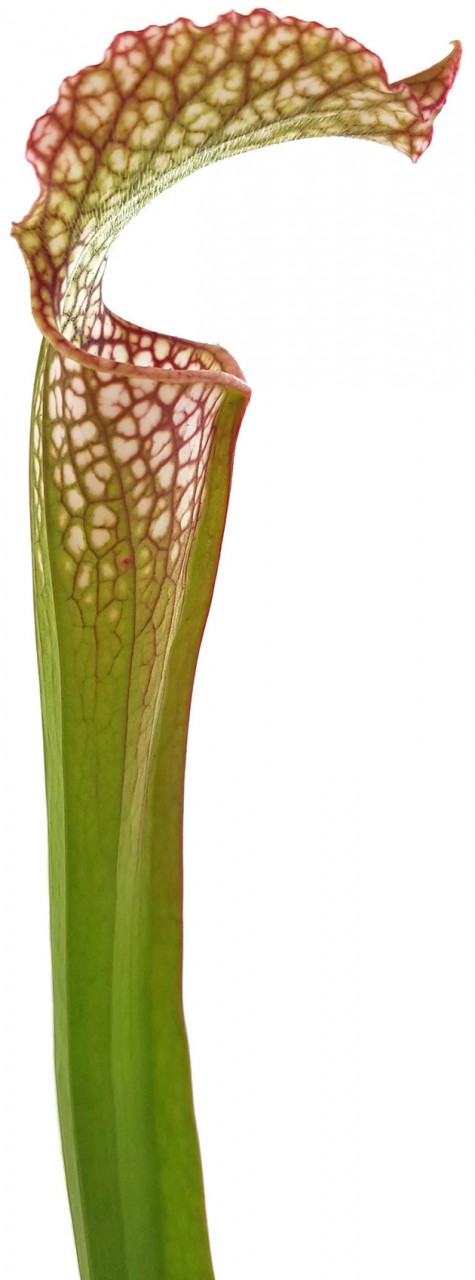 Sarracenia "Microleuco"