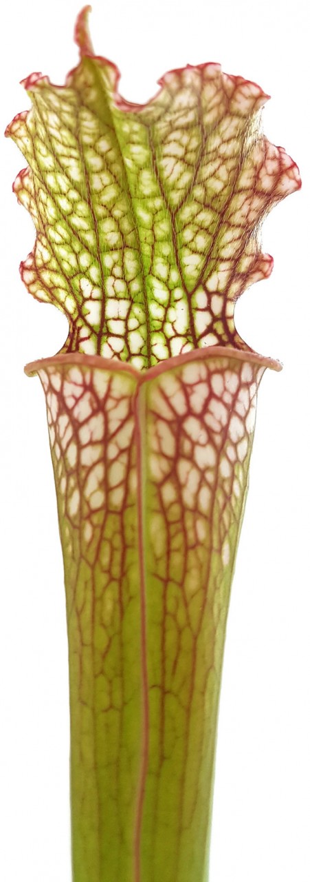 Sarracenia "Microleuco"