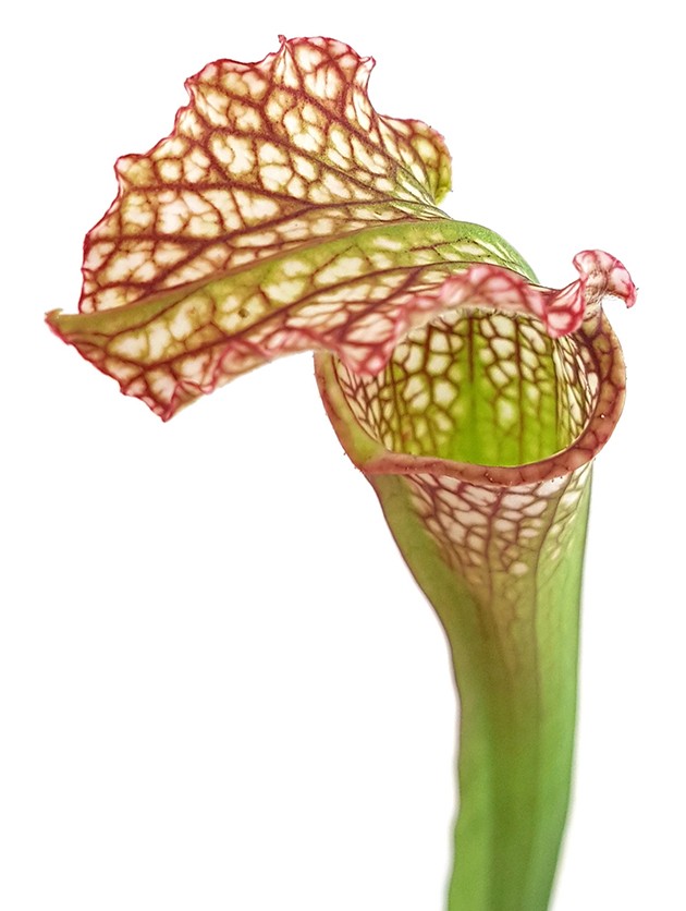 Sarracenia "Microleuco"