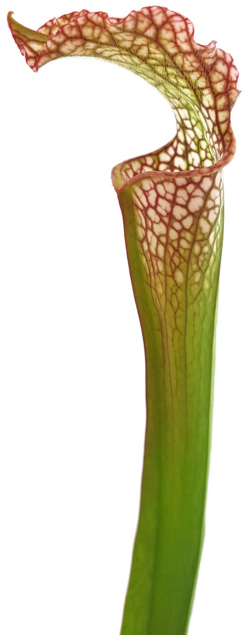 Sarracenia "Microleuco"