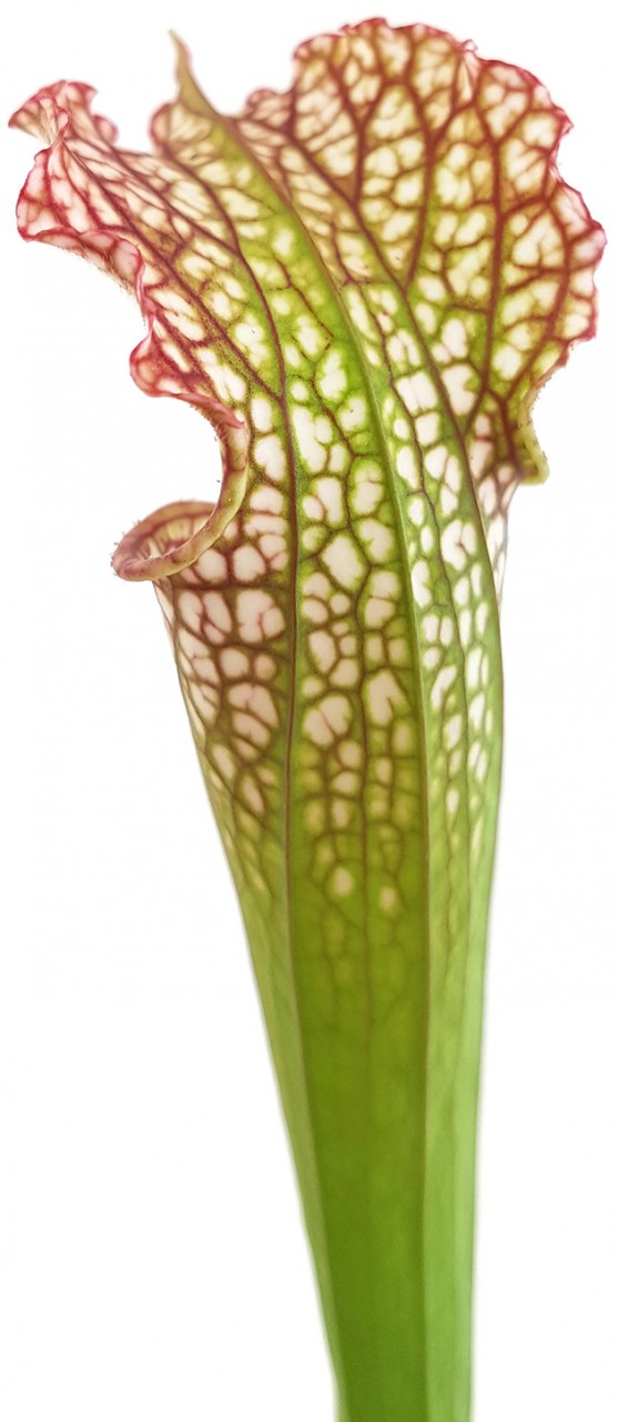 Sarracenia "Microleuco"
