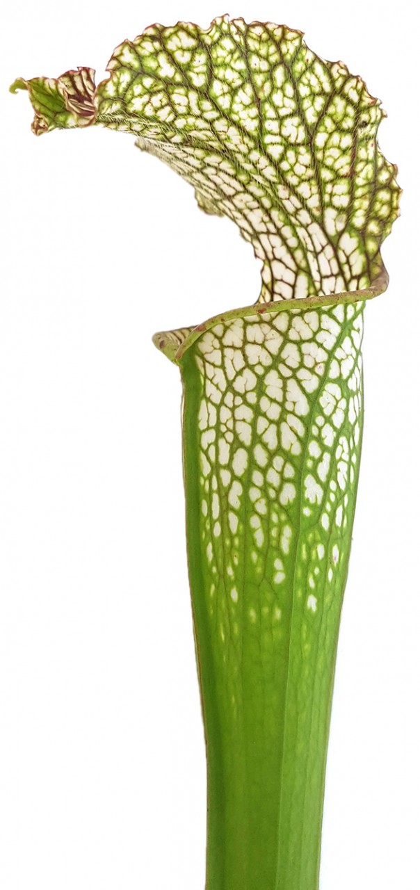 Sarracenia "Microleuco"