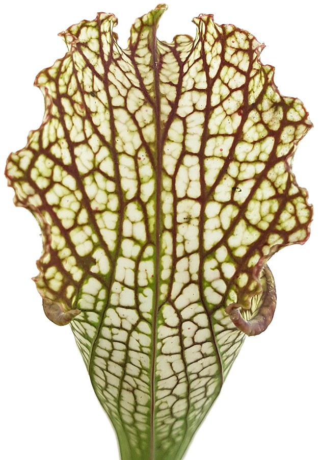 Sarracenia "Microleuco"