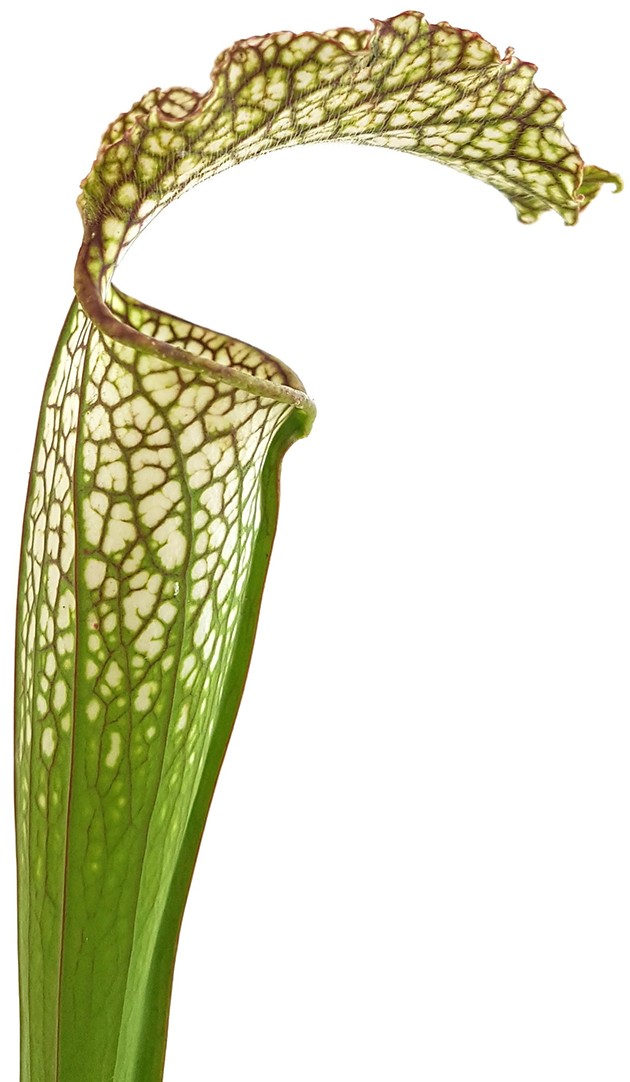 Sarracenia "Microleuco"
