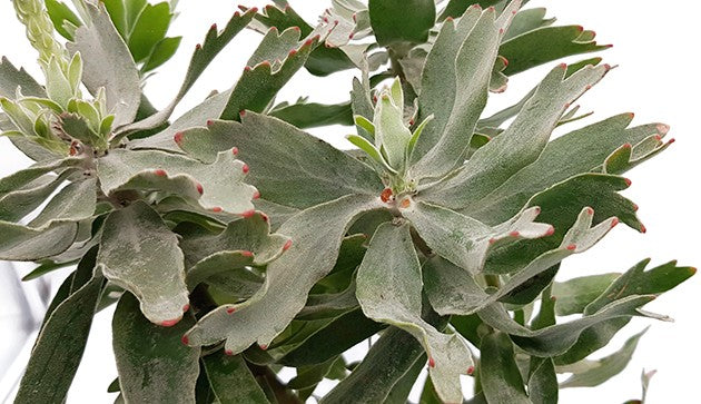 Leucospermum "Ayoba Red" (cordifolium x patersonii) - Nadelkissenpflanze
