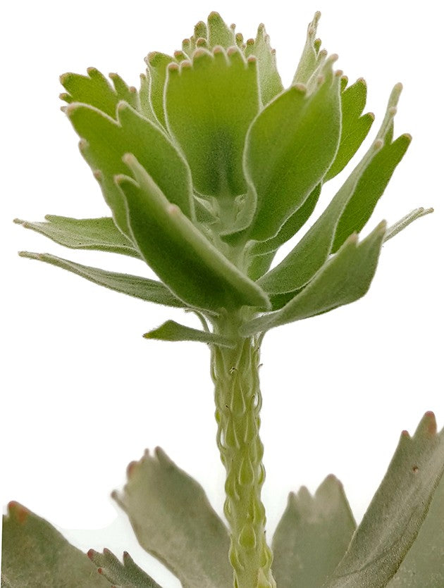 Leucospermum "Ayoba Red" (cordifolium x patersonii) - Nadelkissenpflanze