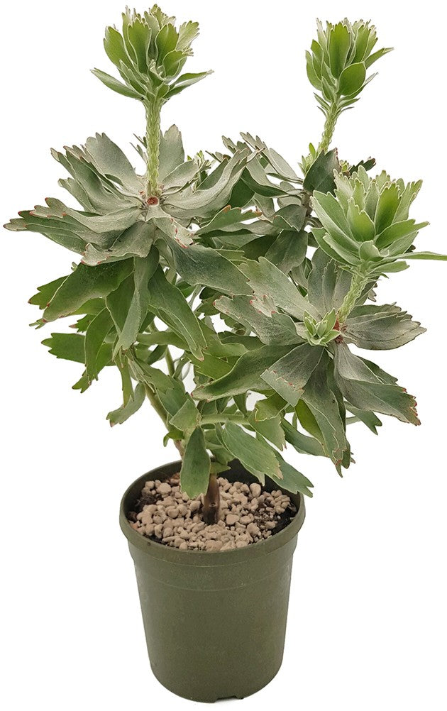 Leucospermum "Ayoba Red" (cordifolium x patersonii) - Nadelkissenpflanze