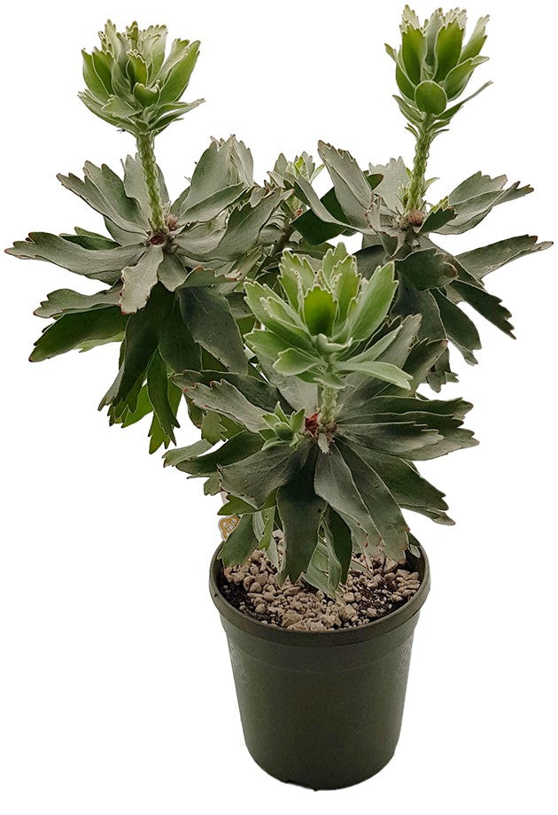 Leucospermum "Ayoba Red" (cordifolium x patersonii) - Nadelkissenpflanze