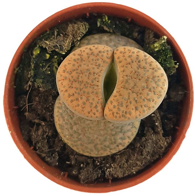 Lithops "fulviceps" - lebender Stein