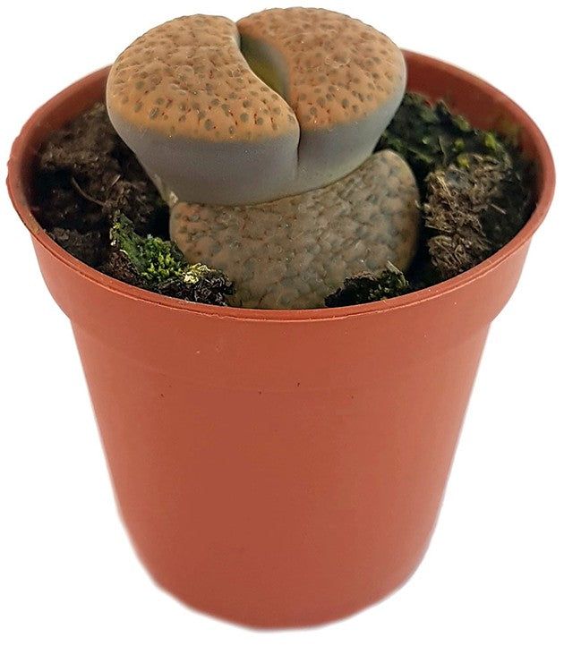 Lithops "fulviceps" - lebender Stein