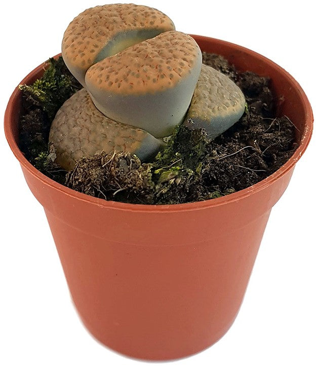 Lithops "fulviceps" - lebender Stein