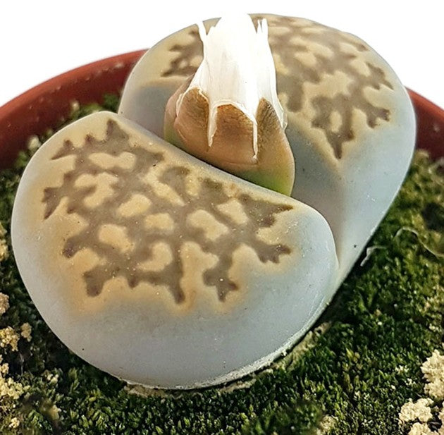Lithops "julii" - lebende Steine