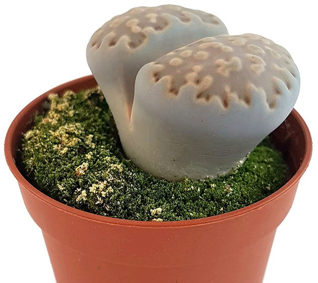 Lithops "julii" - lebende Steine