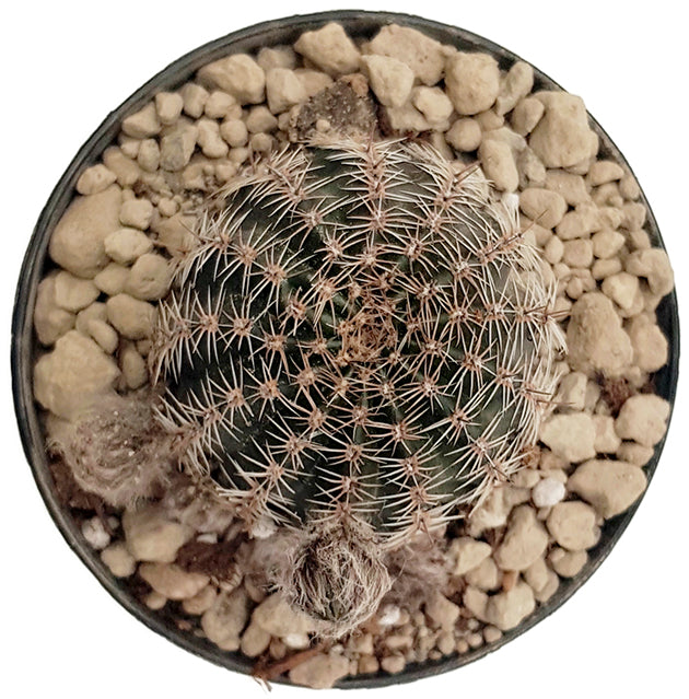 Lobivia arachnacantha &